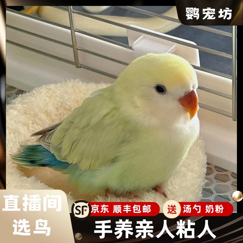 手养牡丹鹦鹉活体亲人粘人半毛雏鸟宠物鸟可上手观赏鸟