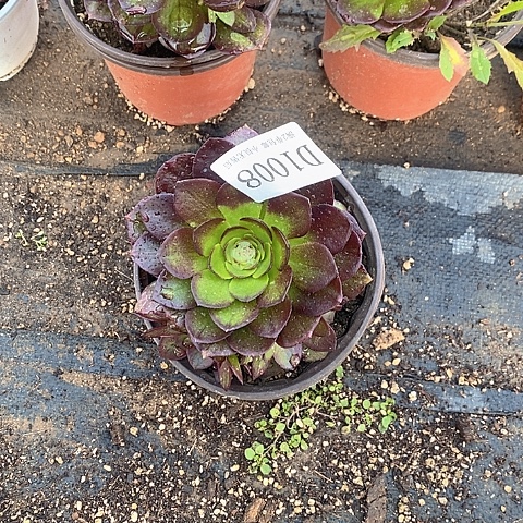 5**x1008黑魔多肉法师