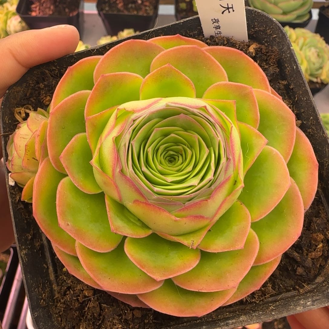 L92半城玫瑰四月天