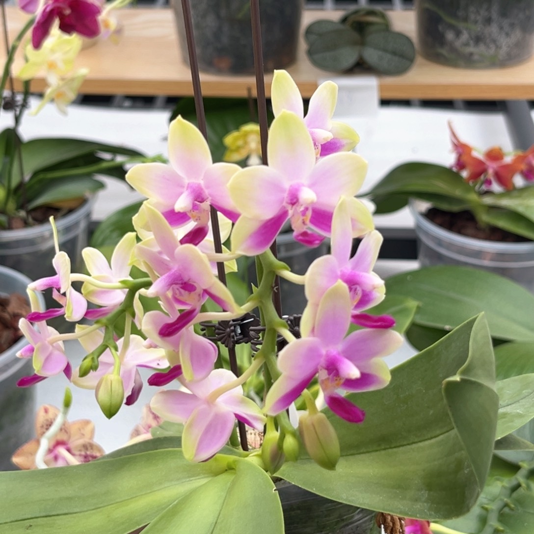 完全开放2.8寸三和小香蝶开花株
