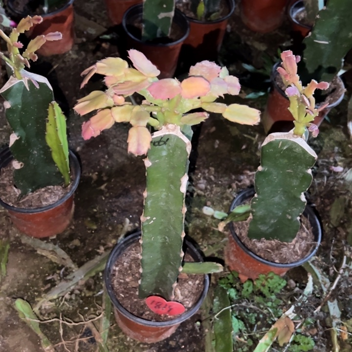 四***春当前无花栽培后可以开花061  1819