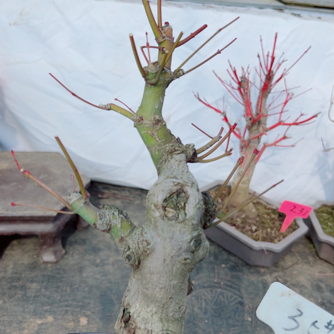 @***g枫树枫树枫树枫树