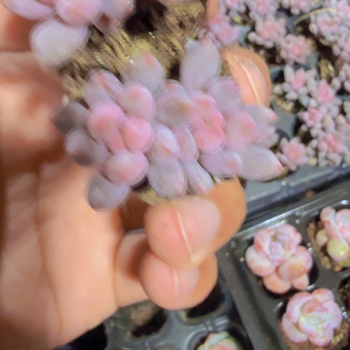 蓝舌香水五颗一组福利