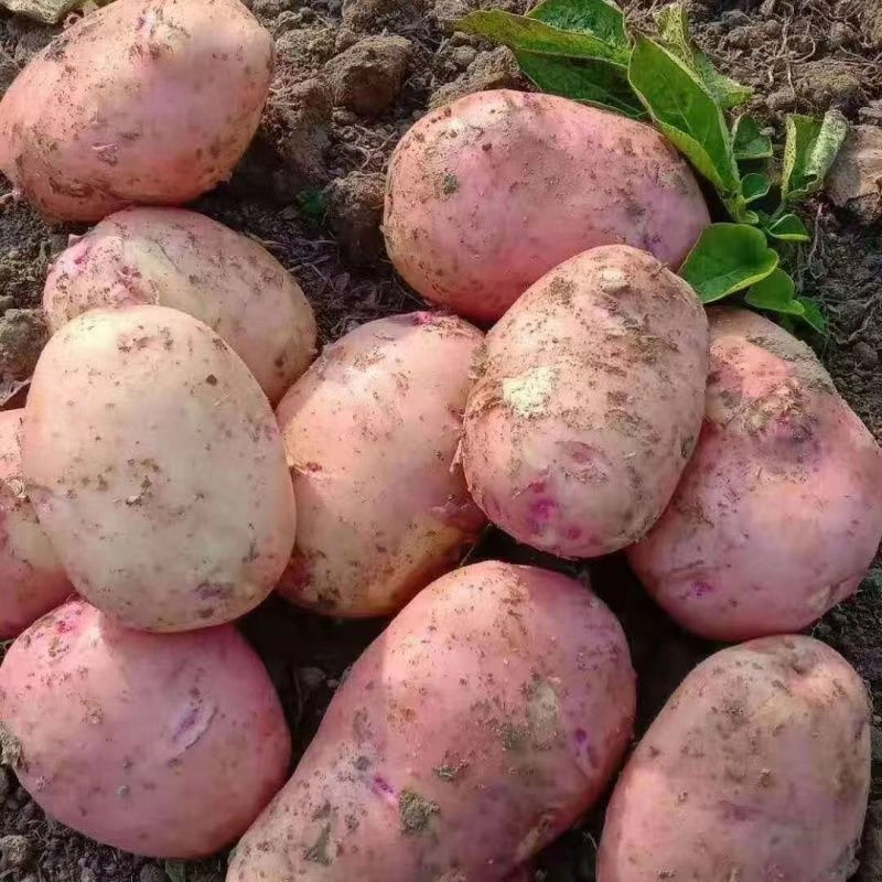 云南土豆新鲜今年新货黄心土豆正宗红皮高原种植农家自种今年新货