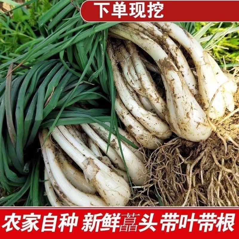 江西新鲜现挖带叶荞头藠头农家当季蔬菜叫教头时令荞头农家自种