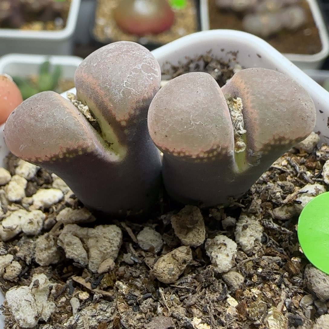 漂漂亮亮多肉植物629