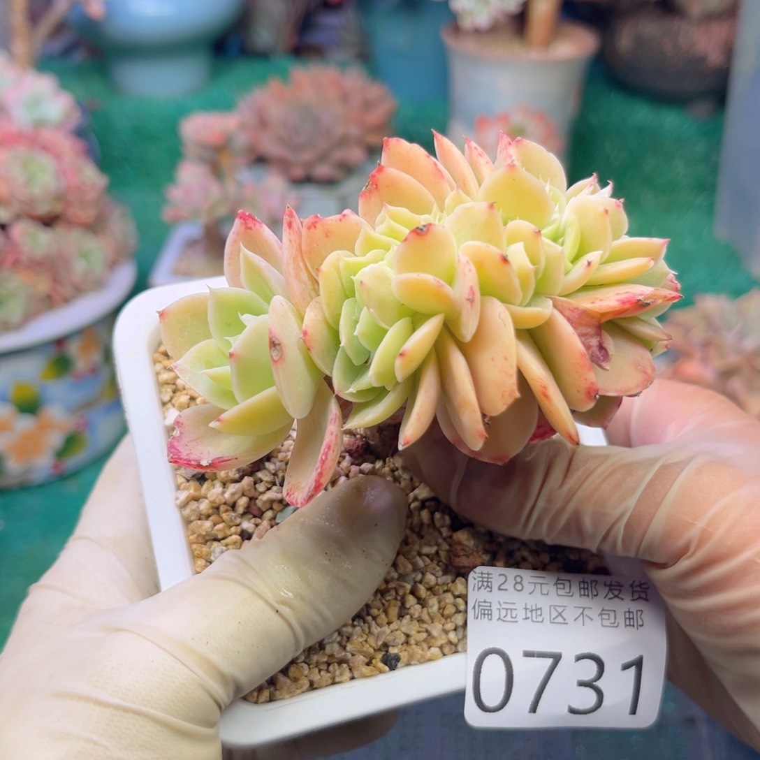 大0731、x b x j x jvn n