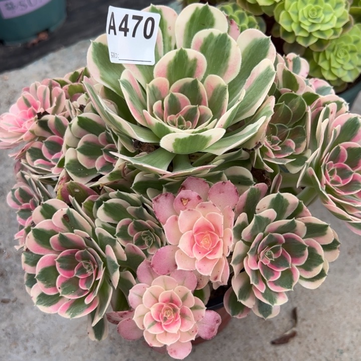 470布加迪23厘米左右