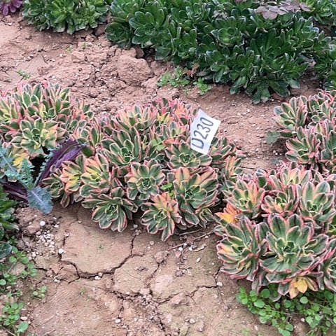 230甜茶不包断枝