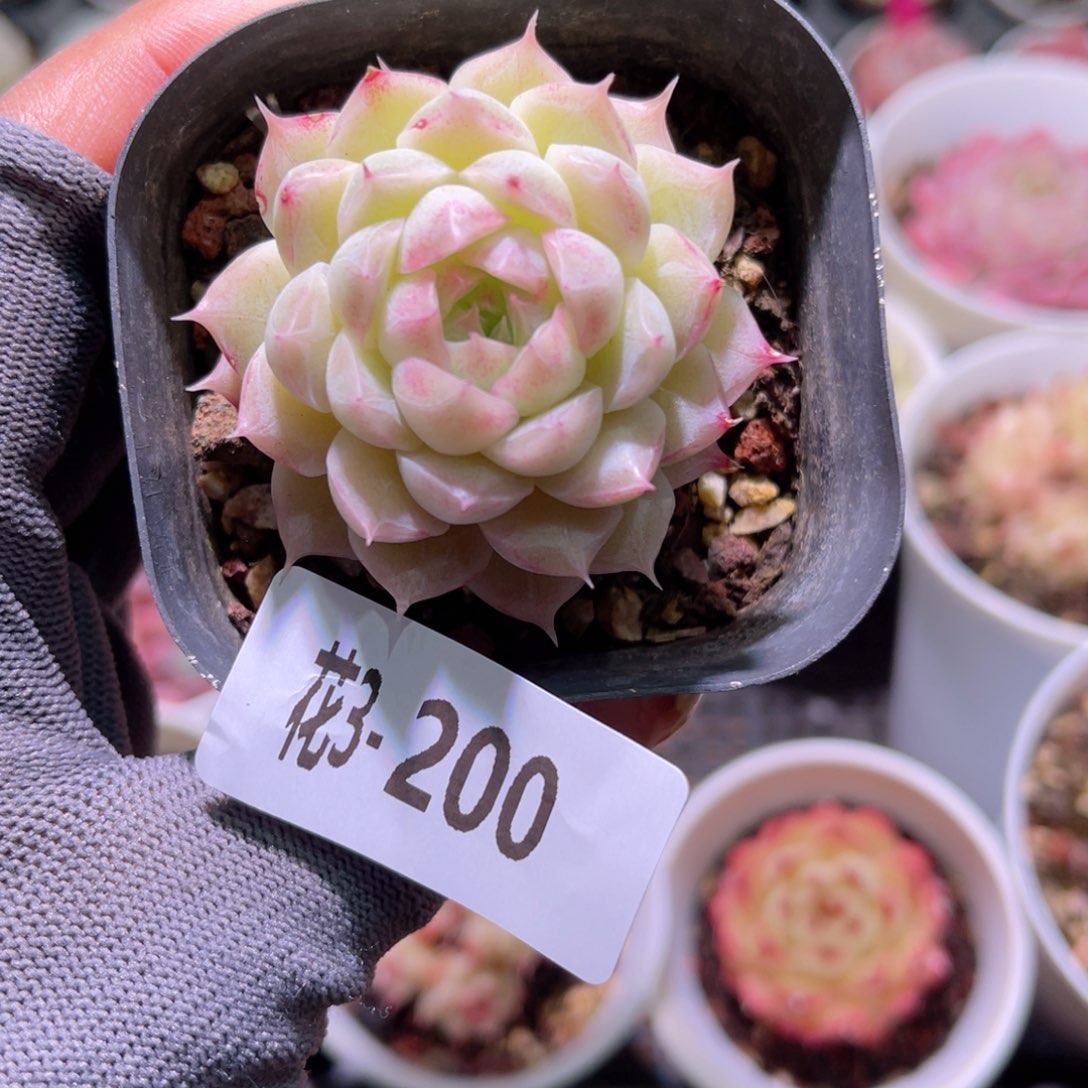 花03-200清浅单头