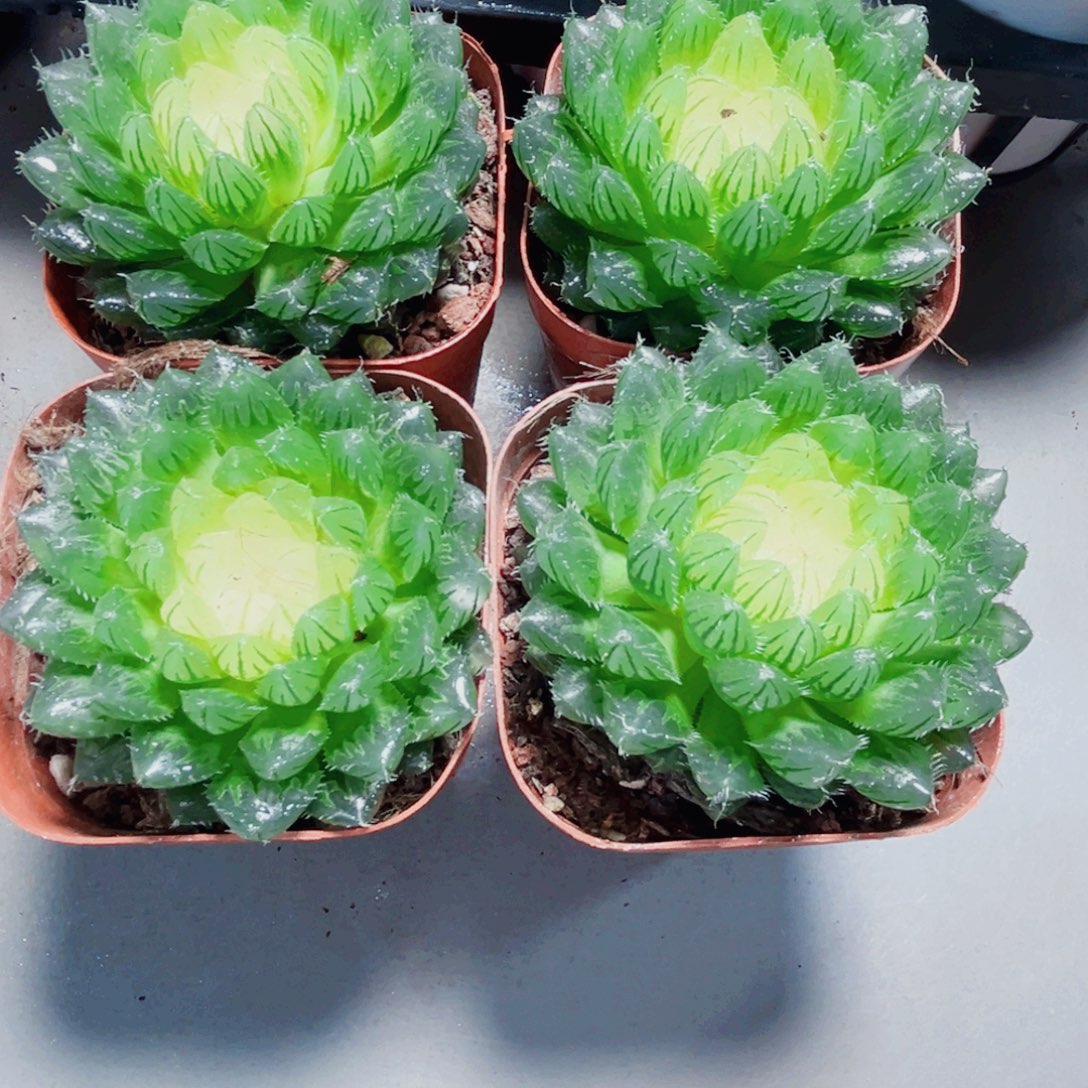 四颗宝莲灯种好多肉植物
