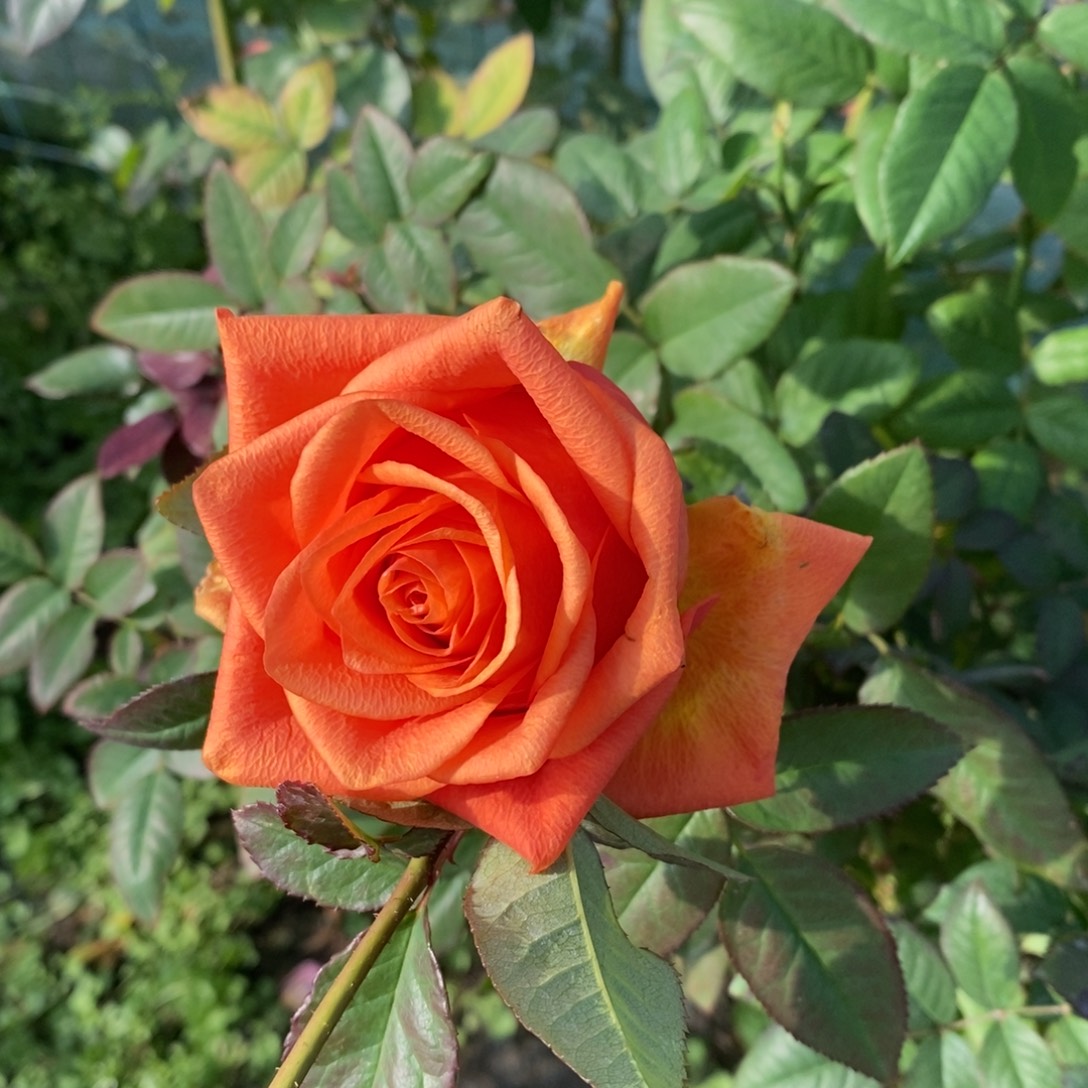 无花朵玫瑰甜橙土球