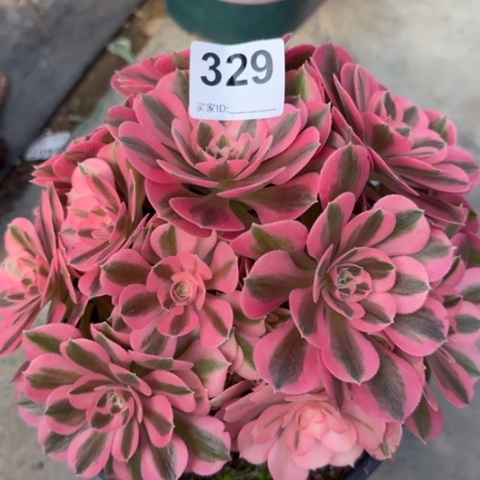 329女巫20厘米左右