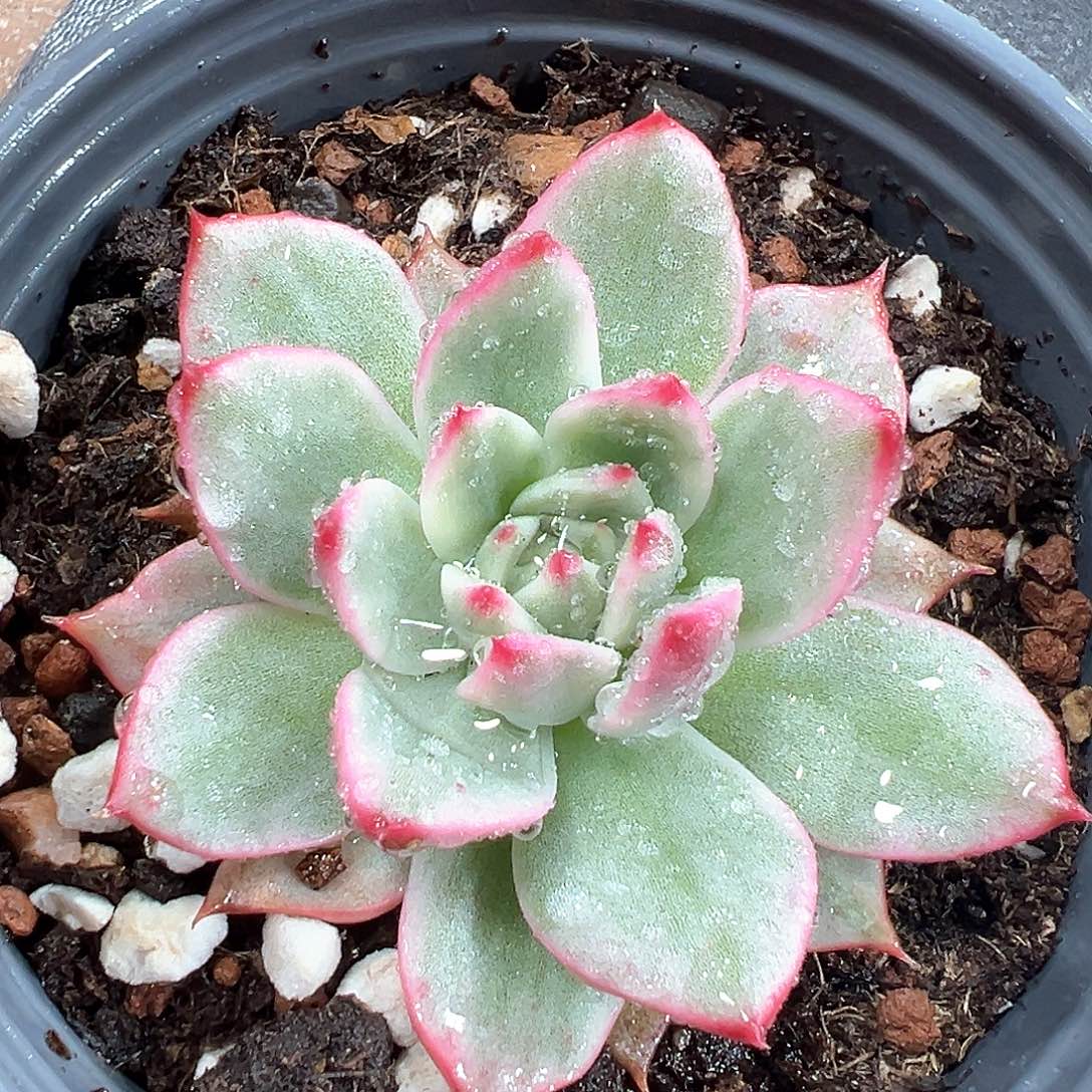 桃花锦 小方花圃一物一拍