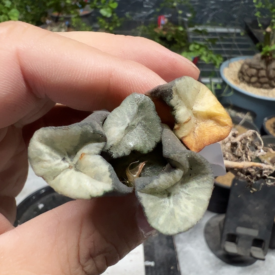 多肉植物专拍植物不退换 一物一拍 602