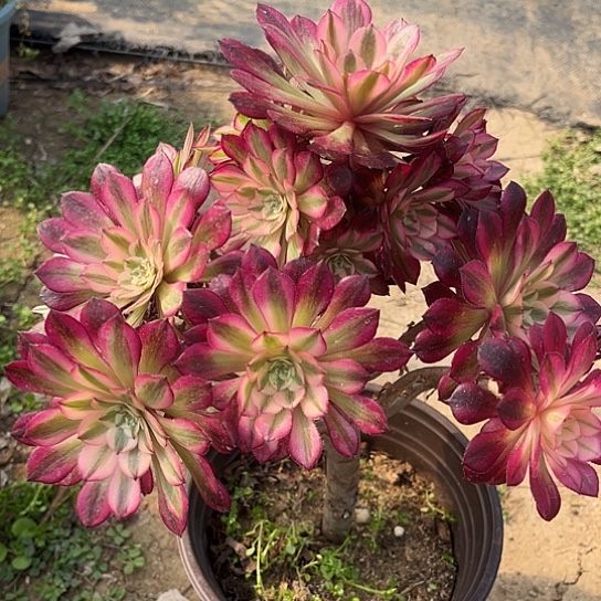 多肉植物红茼超白53