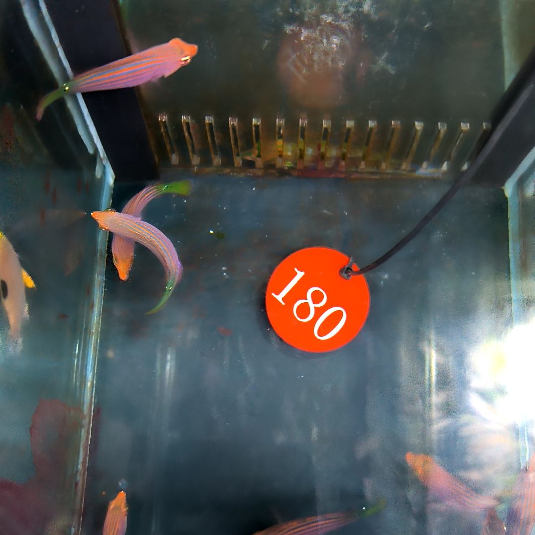 海水鱼六线龙2条/6-66-180