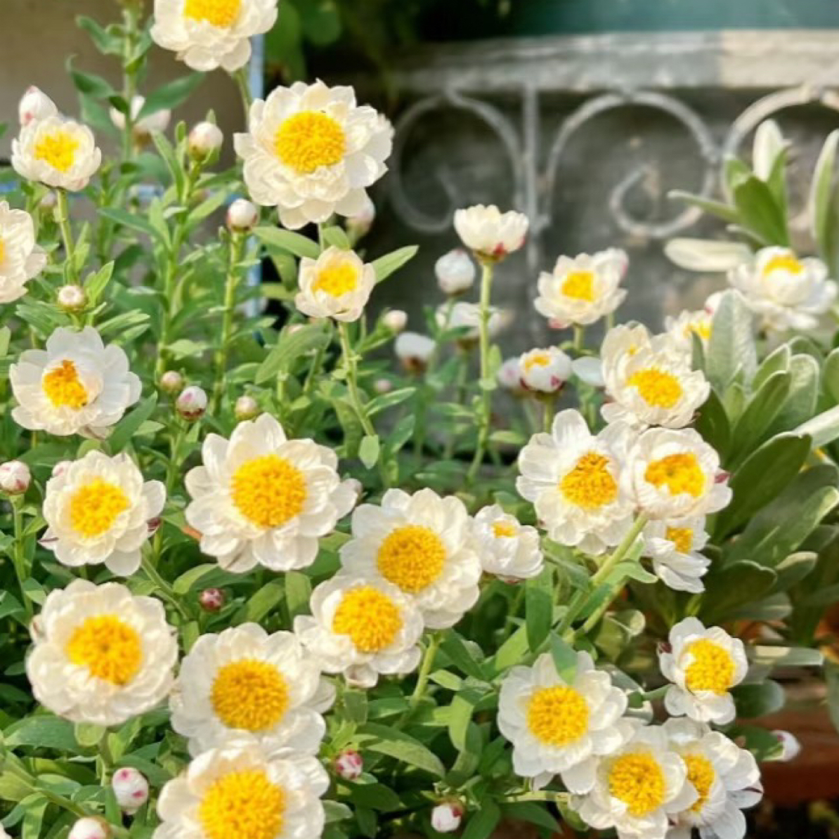 纸鳞托菊易爆花盆栽苗阳台花园小清新花卉