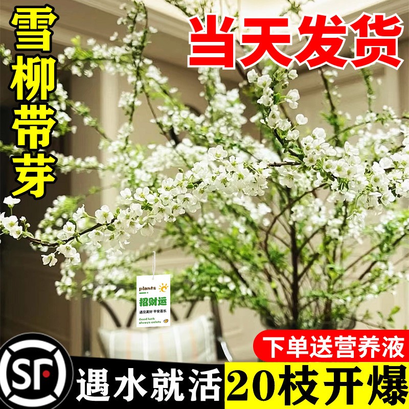 【只有这次】雪柳插花水培植物鲜花卉室内盆栽干枝支鲜枝水养植好活商品图
