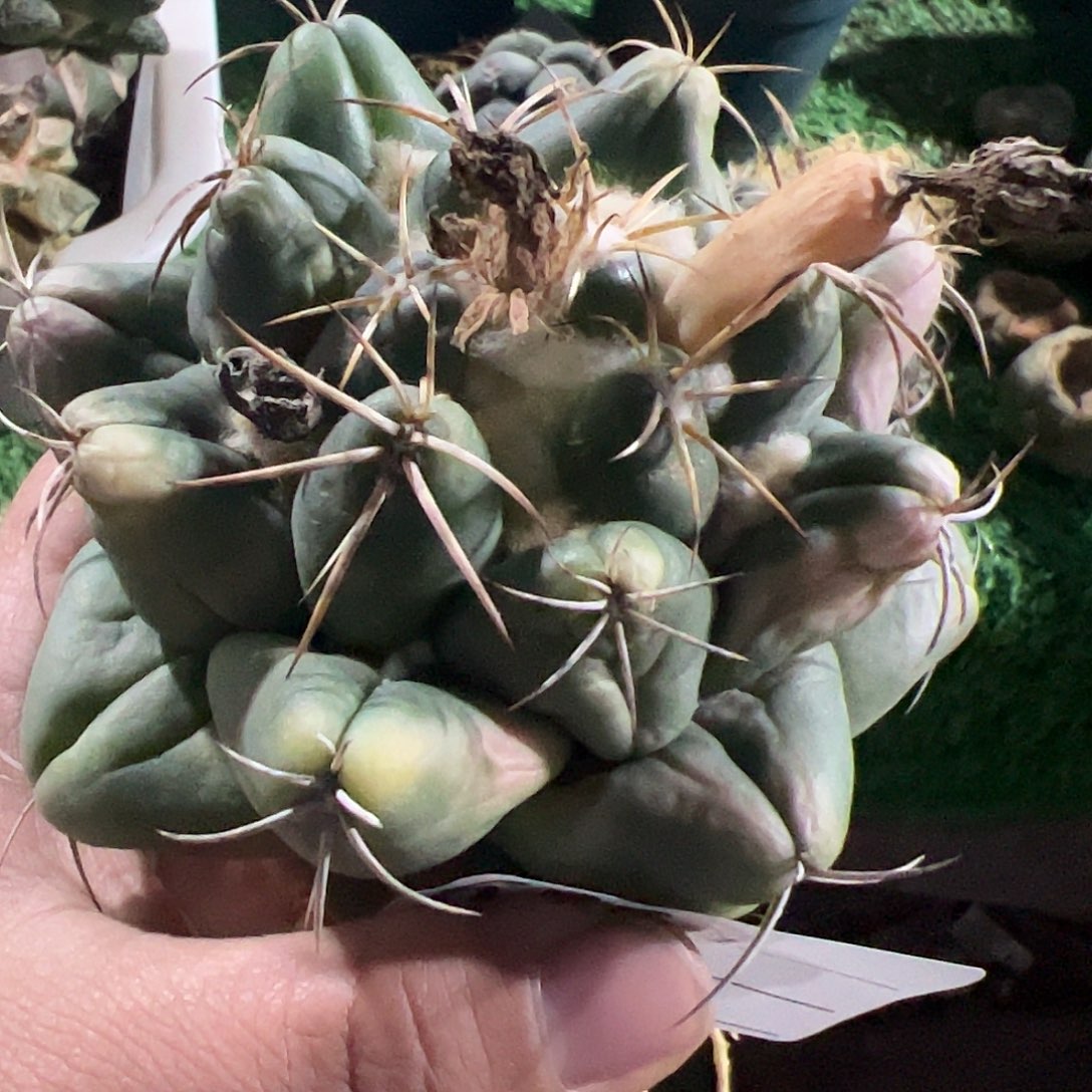 实生狂刺象牙633