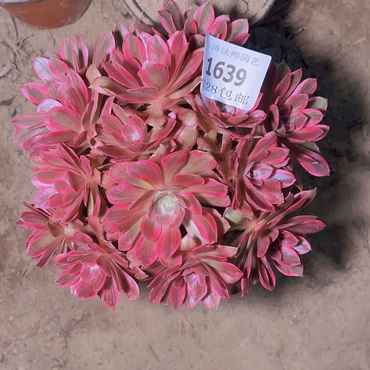 1639浣纱多肉植物2号棚