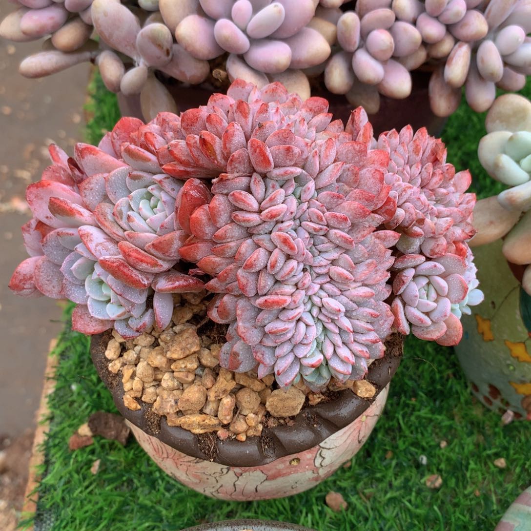 拉皮内缀化12 公分一物一拍