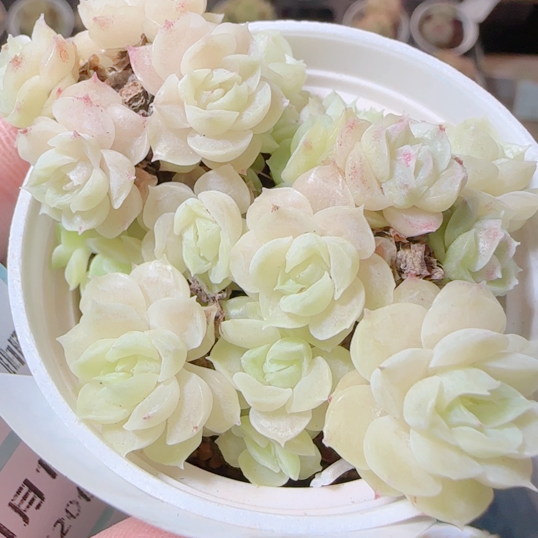 花语逸镜1112-217散