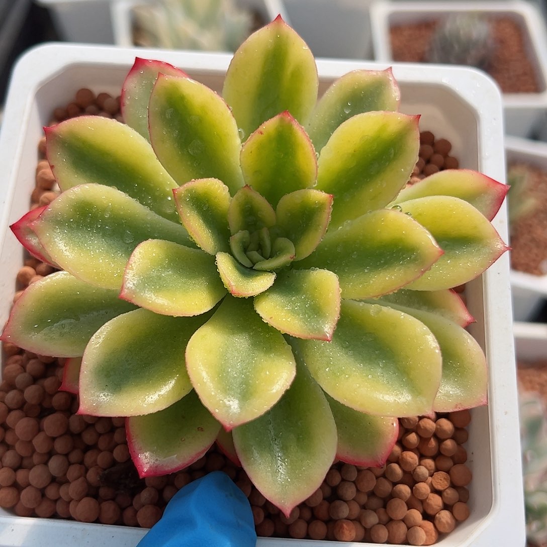 紫梦锦，多肉植物