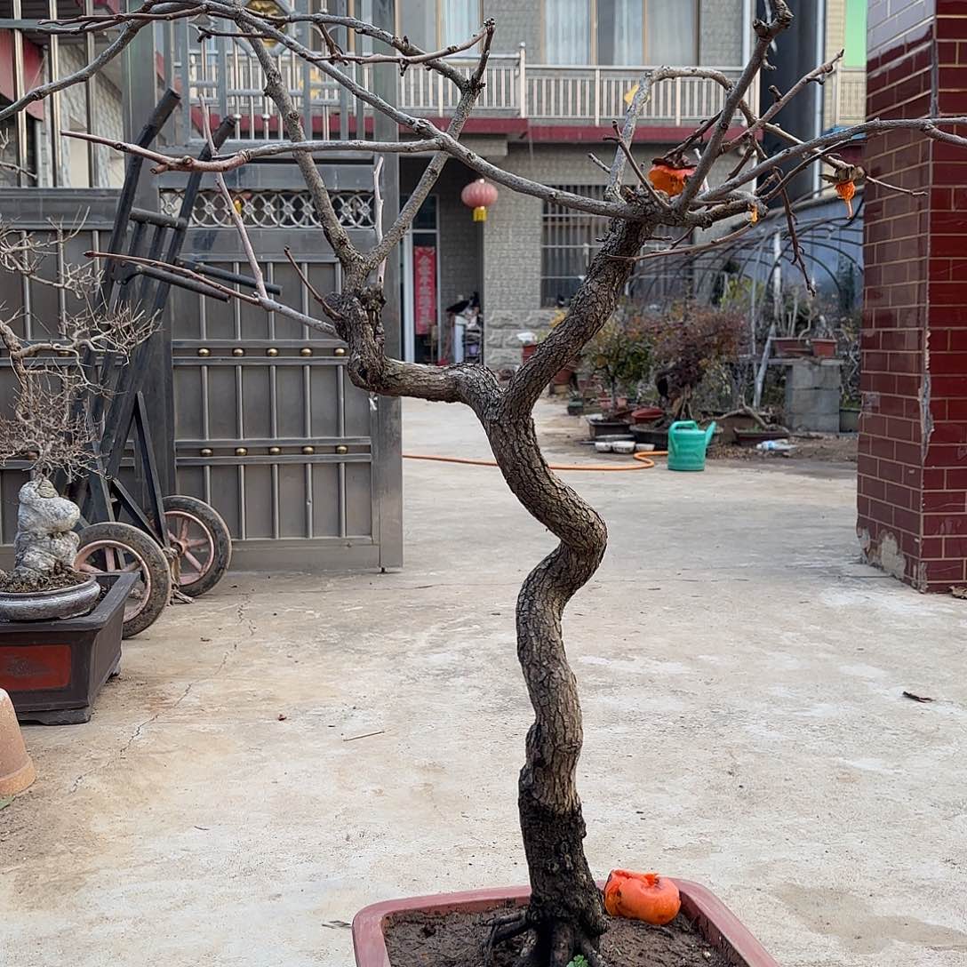 无花朵柿树盆景造型盆栽花卉
