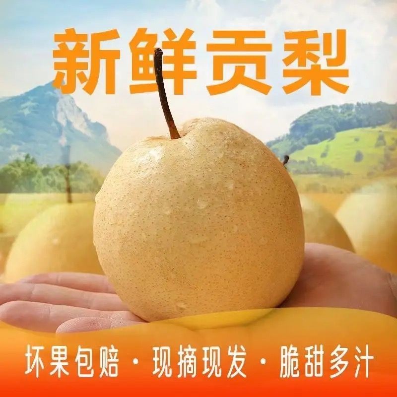 【脆甜爽口】山西贡梨整箱冰糖蜜梨新鲜梨