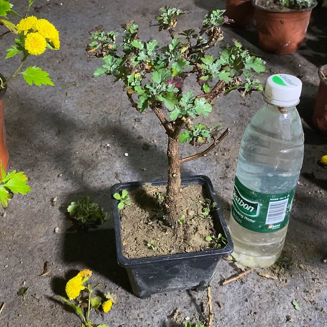 路***下完全开放盆景菊花