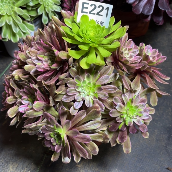 瑞妈多肉园艺221