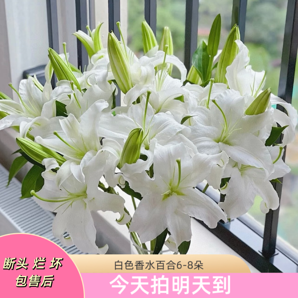 元旦特价果语精选【西伯利亚百合】云南鲜花次日达