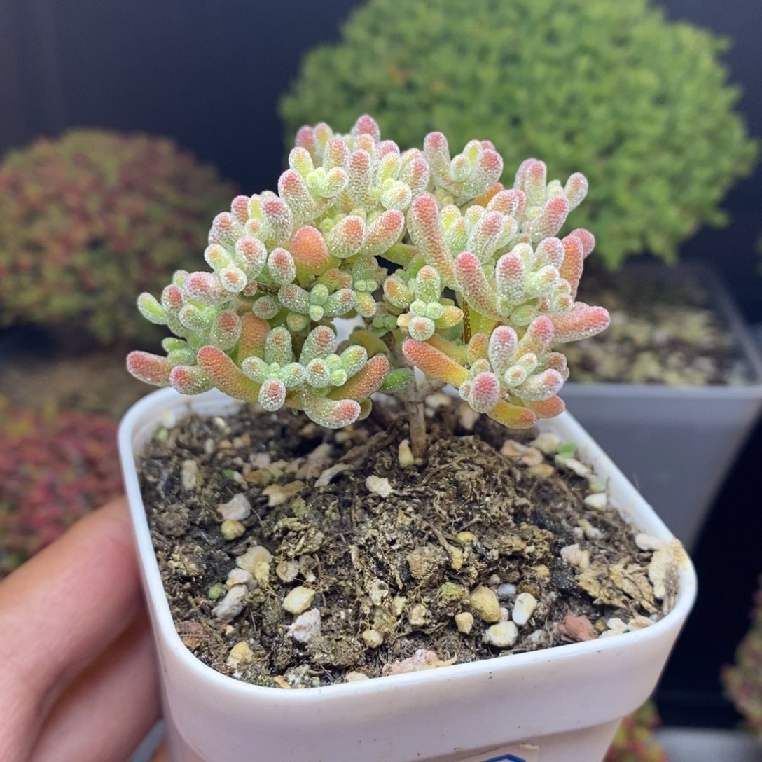 无花朵17号优选冰晶枝干