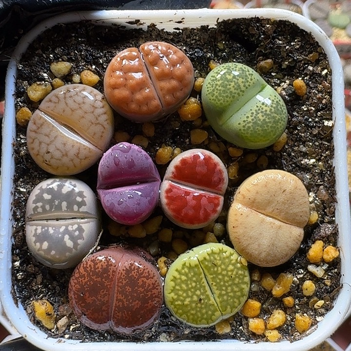 生石花1111111。   218