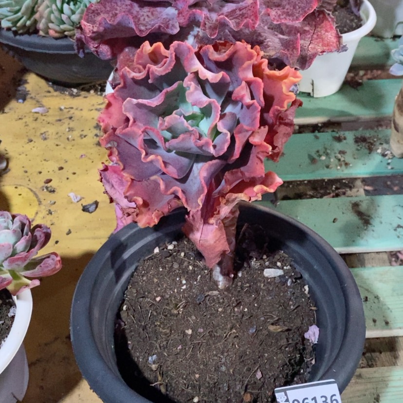 【闪购商品】小*红婚纱06136
