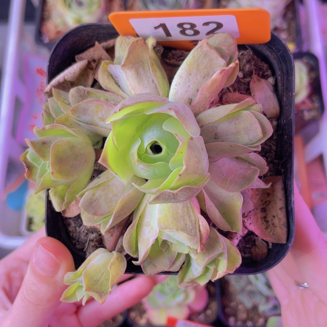 单品一物一拍182号山地玫瑰