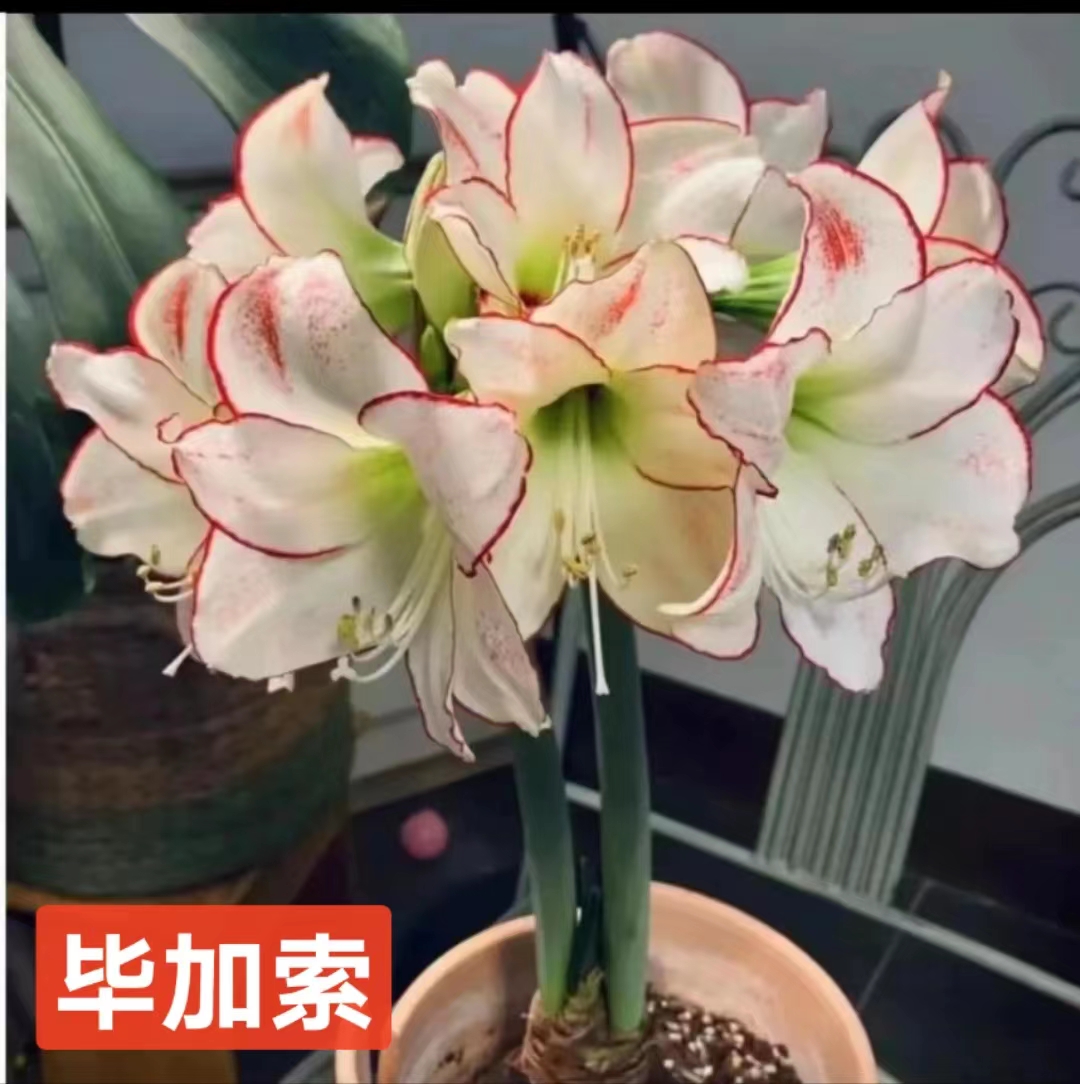 【毕加索】朱顶红荷兰单瓣种球大花浓香室内盆栽四季开花植物