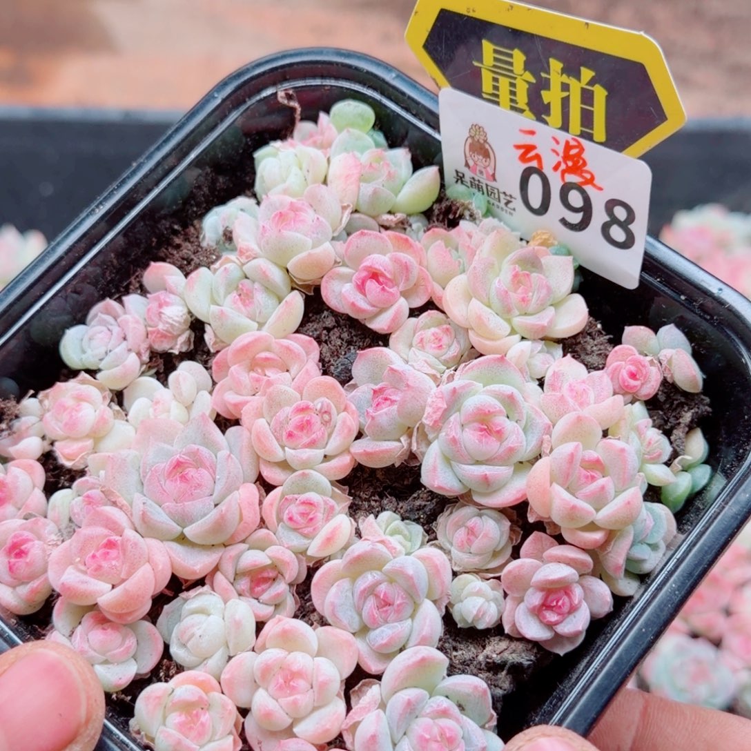 多肉植物多肉植物