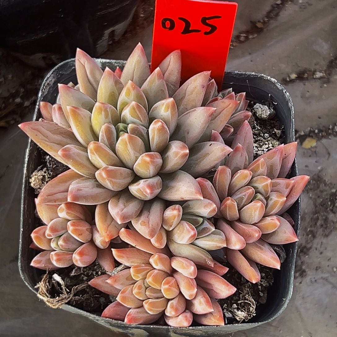 桔云多肉美人精品系列