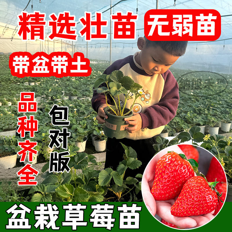 盆栽草莓苗粉玉丹东99盆栽草莓苗庭院种植香甜浓郁草莓香