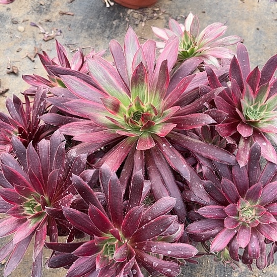 多肉植物孔雀锦82号