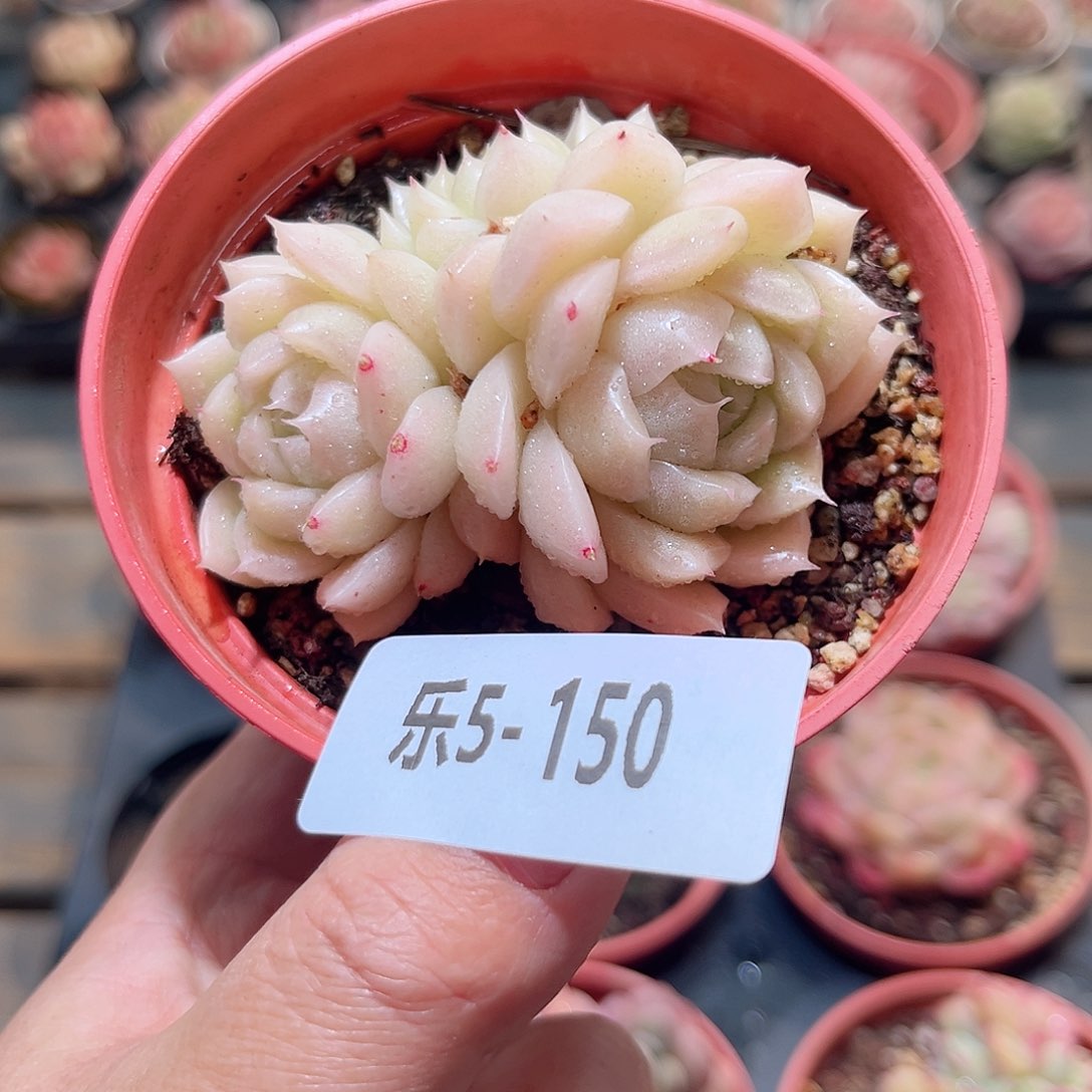 乐5-150 麦秆不包整