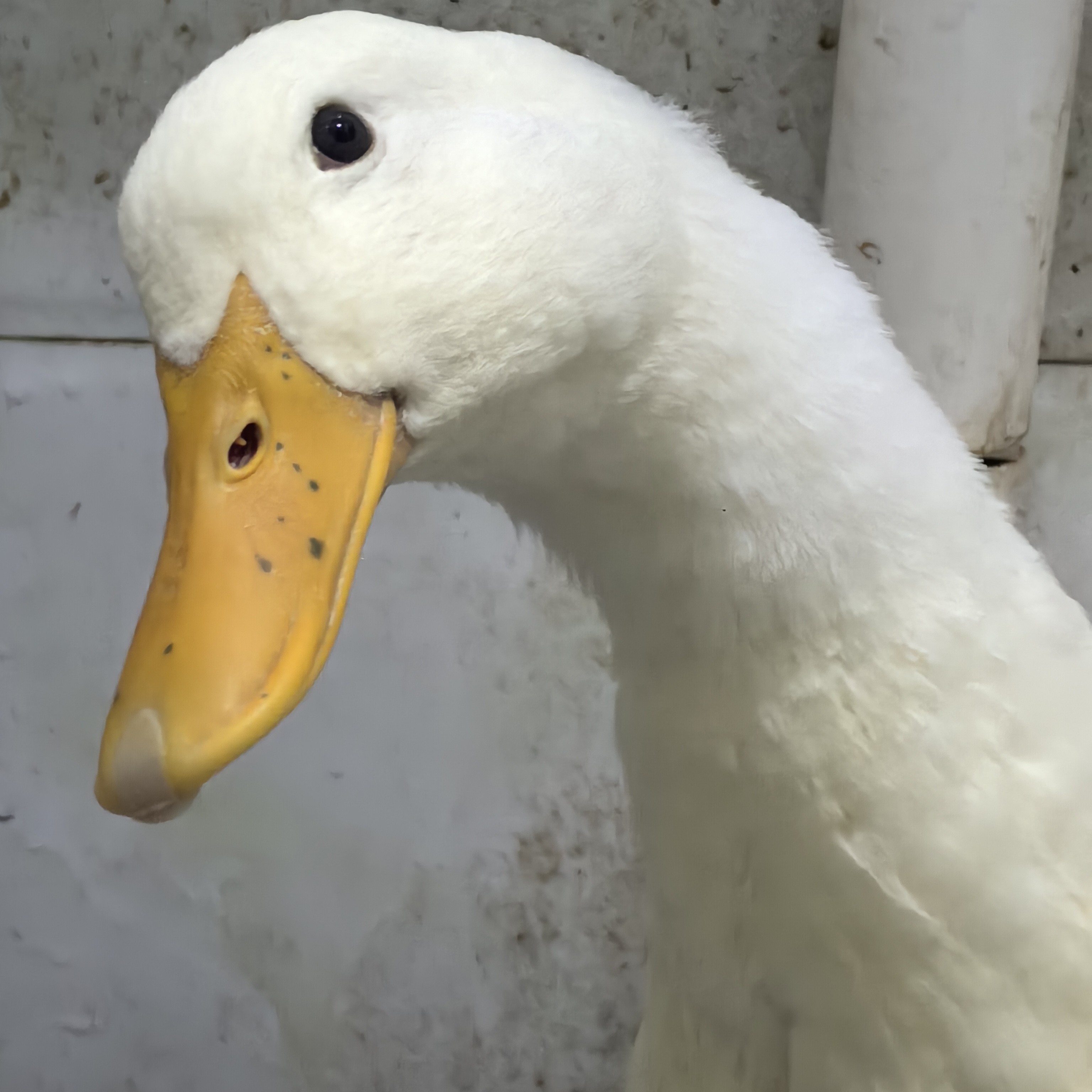 【宰杀不退】鸭子农村散养鸭子