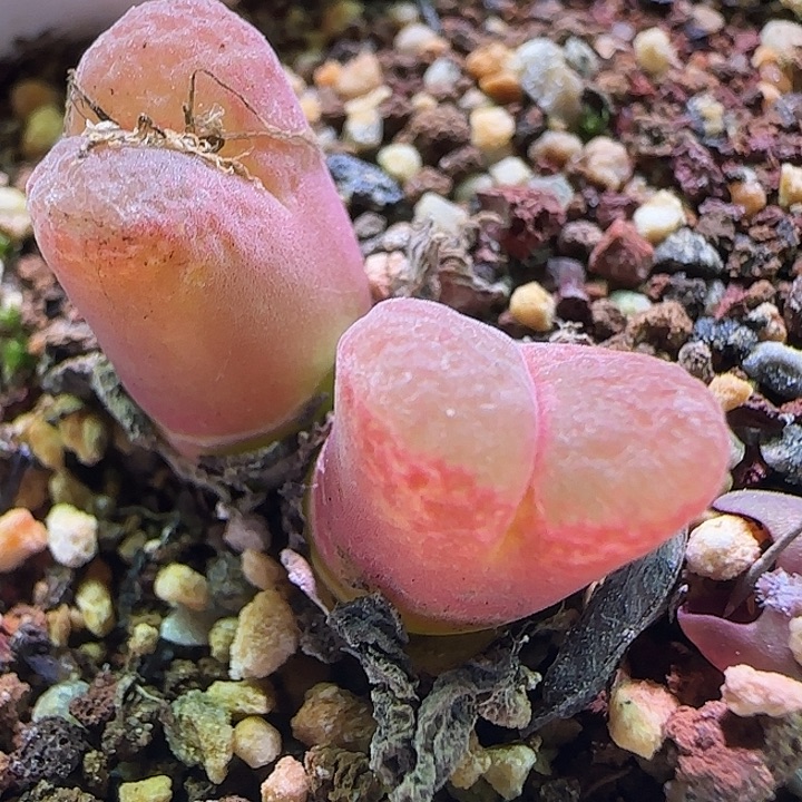 唐***棠000哈哈哈哈哈哈哈哈