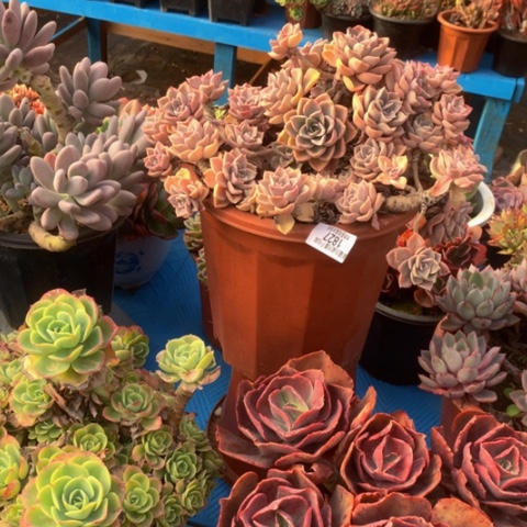 用****81827哈里沃森多肉