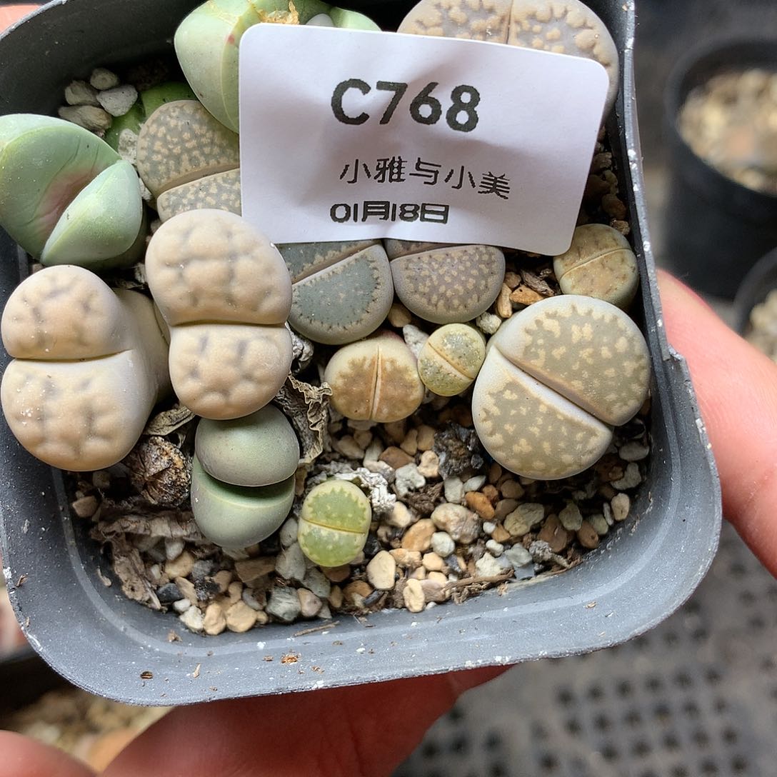 C768多肉植物保护研究所