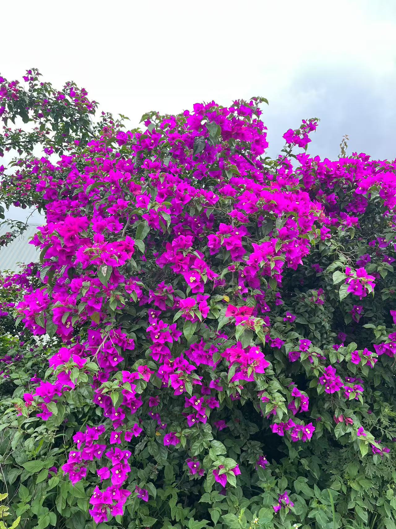 三角梅棒棒糖四季开花耐寒耐热室内外好养易活