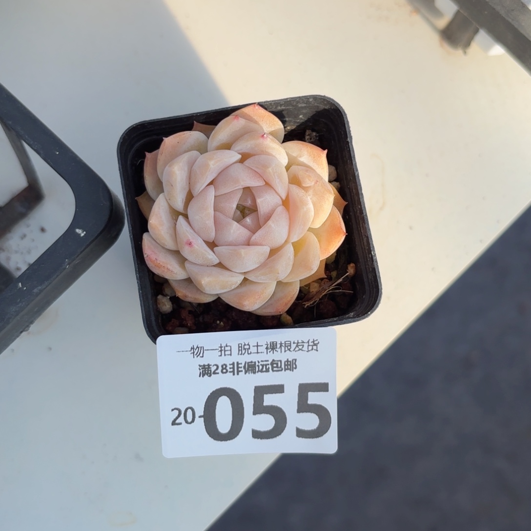 梦幻泡影一物一拍