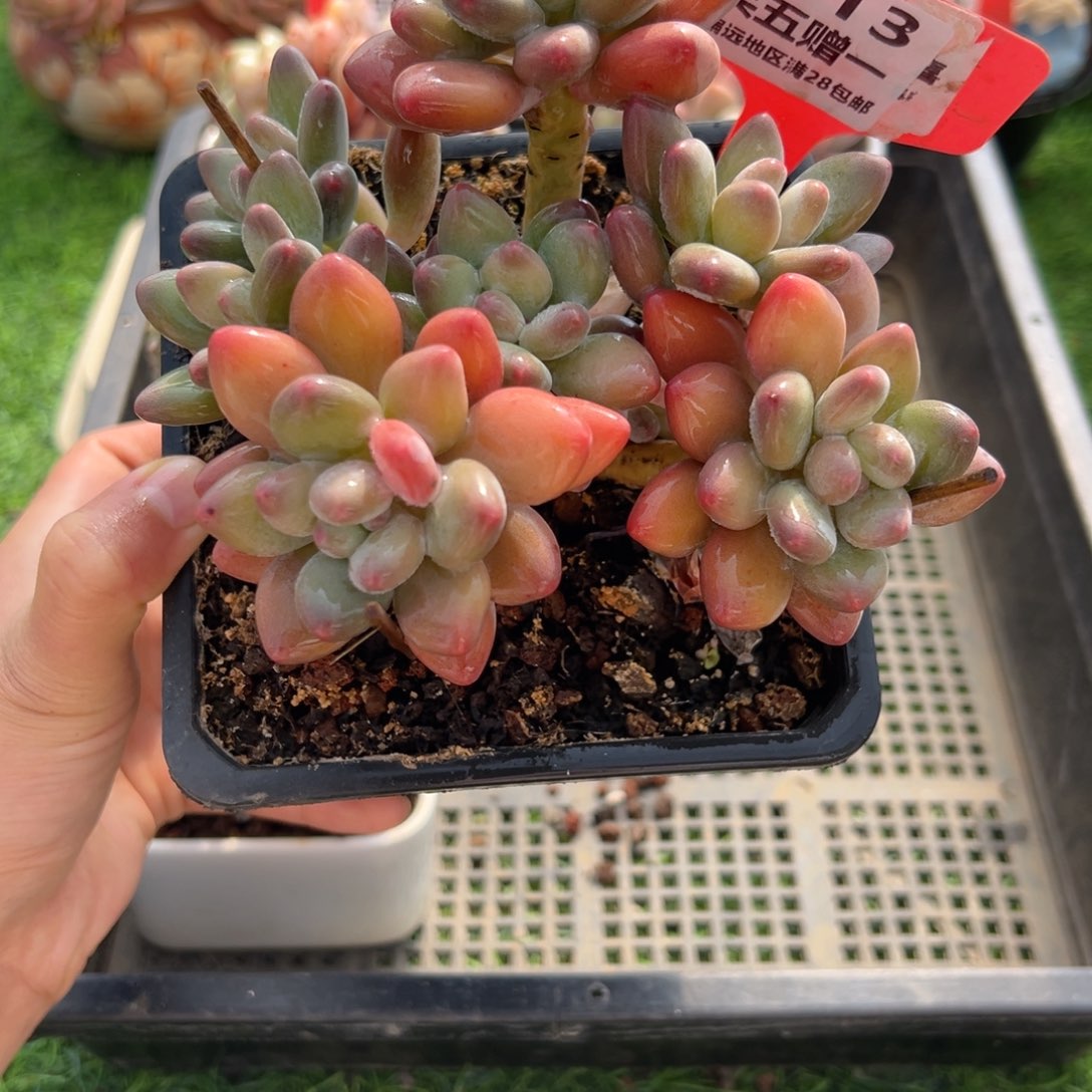 表妹精品多肉1013.